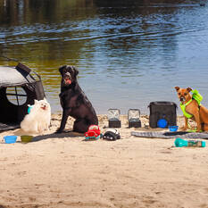 Pop Up Pet Tent, , scanz_hi-res