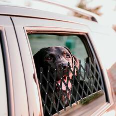 Cabin Crew Pets Window Vent, , scanz_hi-res